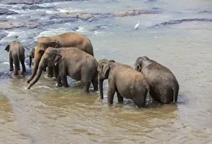 Maha Oya River Prints: Herd of Asian elephants -Elephas maximus- from the Pinnawela Elephants Orphanage bathe in the Maha Oya river
