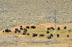 Images Dated 6th October 2011: Herd of bison, American Bison -Bison bison-, Lamar Valley, Yellowstone National Park, Wyoming, USA