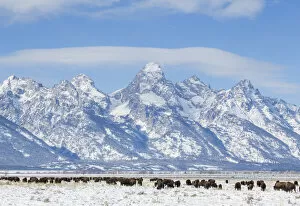 Large Group Of Animals Collection: Herd of bison (Bison bison) grazing in winter on Antelope Flats, Grand Teton National Park