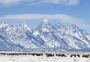 Prints of The American bison (Bison bison), also commonly known as the American buffalo or simply buffalo Nature's Majesty: Grand Teton National Park's breathtaking beauty captured: Herd of bison (Bison bison) grazing in winter on Antelope Flats