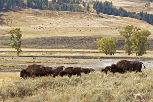 Medium Group Of Animals Gallery: Herd of Bison (Bovinae) in fall, Lamar Valley, Yellowstone National Park, Montana, Wyoming, USA