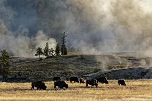 Images Dated 9th May 2016: Herd of Bison (Bovinae) near Old Faithful Geyser, Upper Geyser Basin, Yellowstone National Park
