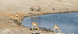 Images Dated 23rd August 2012: Herd of Black-faced Impalas -Aepyceros melampus petersi- and greater kudu -Tragelaphus