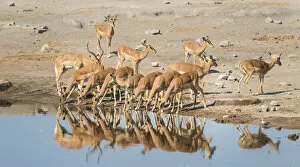 Images Dated 23rd August 2012: Herd of Black-faced Impalas -Aepyceros melampus petersi- drinking, Chudop water hole