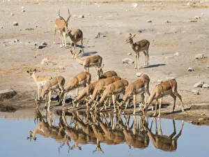 Images Dated 23rd August 2012: Herd of Black-faced Impalas -Aepyceros melampus petersi- drinking, Chudop water hole