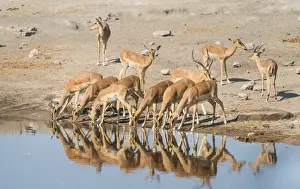 Herd of Black-faced Impalas -Aepyceros melampus petersi- drinking, Chudop water hole, Etosha National Park, Namibia