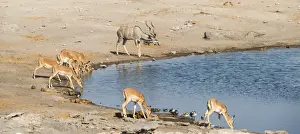 Herd of Black-faced Impalas -Aepyceros melampus petersi- and greater kudu -Tragelaphus strepsiceros- drinking, Chudop water hole, Etosha National Park, Namibia