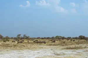 Wildebeest Prints: Herd of Blue Wildebeest -Connochaetes taurinus-, Etosha National Park, Namibia