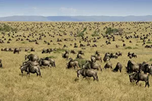 Large Group Of Animals Collection: Herd of Blue Wildebeest (Connochaetes taurinus) Migrating