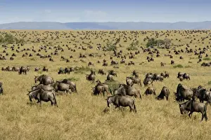 Kenya Prints: Herd of Blue Wildebeest (Connochaetes taurinus) Migrating
