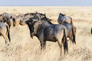 Herd of Blue Wildebeest on prairie grass -Connochaetes taurinus-, Etosha National Park, Namibia