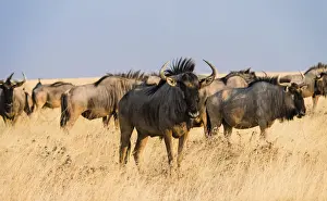 Steppe Prints: Herd of Blue Wildebeest on prairie grass -Connochaetes taurinus