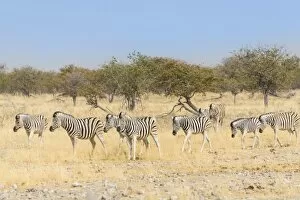 Herd of Burchell-Zebras -Equus burchellii-, Etosha National Park, Namibia