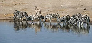 Images Dated 23rd August 2012: Herd of Burchells Zebras -Equus burchellii- drinking, Chudop water hole, Etosha National Park