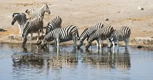 Images Dated 23rd August 2012: Herd of Burchells Zebras -Equus burchellii- drinking, Chudop water hole, Etosha National Park