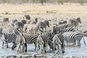 Herd of Burchells Zebras -Equus burchellii- at the waterhole, Etosha National Park, Namibia