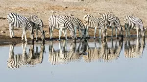 Herd of Burchells Zebras -Equus quagga burchellii- reflected in the water while drinking, Chudop water hole