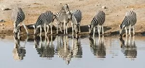 Images Dated 24th August 2012: Herd of Burchells Zebras -Equus quagga burchellii- drinking at water, Chudop water hole
