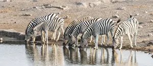 Herd of Burchells Zebras -Equus quagga burchellii- drinking at water, Chudop water hole, Etosha National Park, Namibia