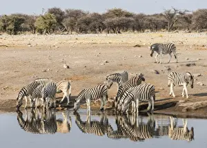 Herd of Burchells Zebras -Equus quagga burchellii- drinking at water, Chudop water hole, Etosha National Park, Namibia