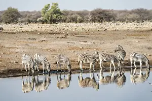 Herd of Burchells Zebras -Equus quagga burchellii- reflected in the water while drinking, Chudop water hole, Etosha National Park, Namibia