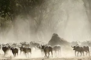 Images Dated 11th October 2006: A herd of Cape Buffalo (Syncerus caffer)