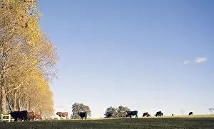 Images Dated 7th May 2006: Herd of Cattle in Field
