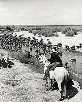 Herd Prints: Herd of Cattle Stopping for Drink