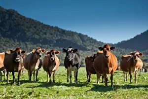Herd of cow in field