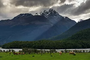 Images Dated 7th December 2012: Herd of cow on green meadow with snow mountain