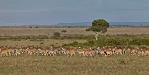 Odd Toed Ungulate Gallery: Herd of Eland Antilopes -Taurotragus oryx-, Zebra -Equus quagga
