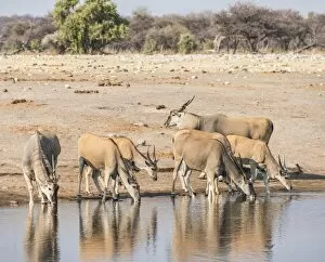 Images Dated 24th August 2012: Herd of Elands -Taurotragus oryx- drinking, Chudop water hole, Etosha National Park, Namibia