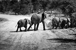 Elephant Gallery: Herd of elephants crossing dirt road