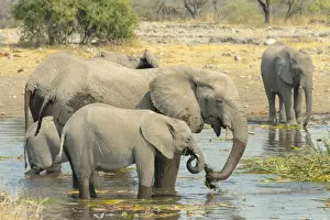 Herd of elephants standing in the water drinking, African Elephants -Loxodonta africana-, Koinachas waterhole, Etosha National Park, Namibia