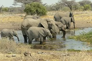 Herd of elephants standing in the water drinking, African Elephants -Loxodonta africana-, Koinachas waterhole