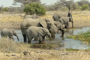 Elephantidae Prints: Herd of elephants standing in the water drinking