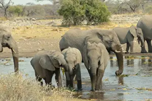 Gregarious Animal Prints: Herd of elephants standing in the water drinking