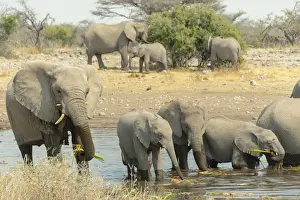 Gregarious Animal Prints: Herd of elephants standing in the water drinking