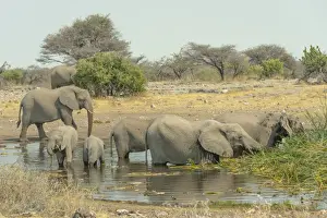 Herd of elephants standing in the water drinking, African Elephants -Loxodonta africana-, Koinachas waterhole, Etosha National Park, Namibia