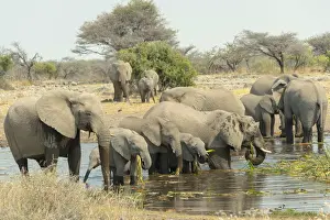 Elephant Prints: Herd of elephants standing in the water drinking and feeding