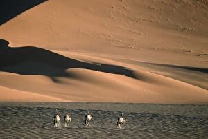 Dune Gallery: Herd of Gemsbok (Oryx gazella) Walking on Dry Desert Plain