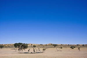 Botswana Gallery: Herd of Giraffa giraffa, Southern giraffe, at waterhole, Kgalagadi Transfrontier Park
