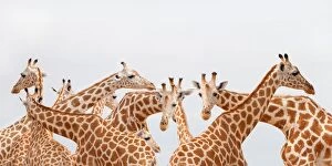 Images Dated 16th April 2016: Herd of giraffe
