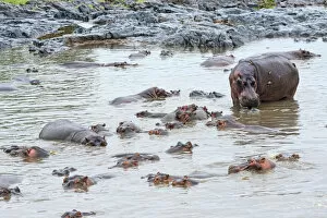 Images Dated 20th February 2014: Herd of Hippopotamuses -Hippopotamus amphibius-, Serengeti, Tanzania