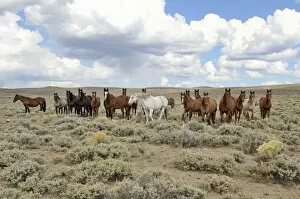 Herd of horses near State Road 230, Wyoming, USA