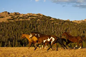 Four Animals Prints: Herd of horses running through wilderness in Bighorn Mountains with mountain range and forest in background