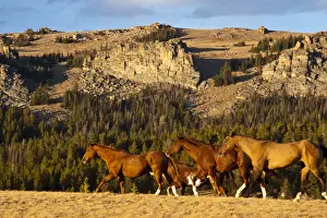 Herd of horses running through wilderness in Bighorn Mountains with mountain range and forest in background, Shell, Wyoming, USA