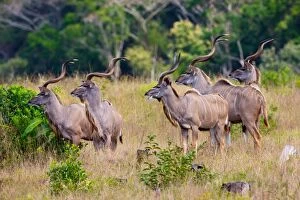 Safari Animals Gallery: A herd of Kudu, Isimangaliso, Kwazulu-Natal, South Africa