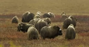Images Dated 26th June 2006: Herd of musk ox (Ovibos moschatus) on autumnal tundra, rear view