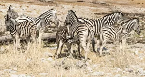 Herd of Plains Zebras or Burchells Zebras -Equus burchellii-, Etosha National Park, Namibia